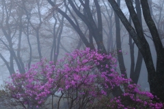 霧景に咲く