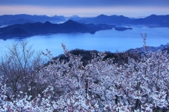 筆影山の桜　三原市