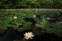 初夏の湖畔