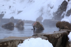 温泉猿